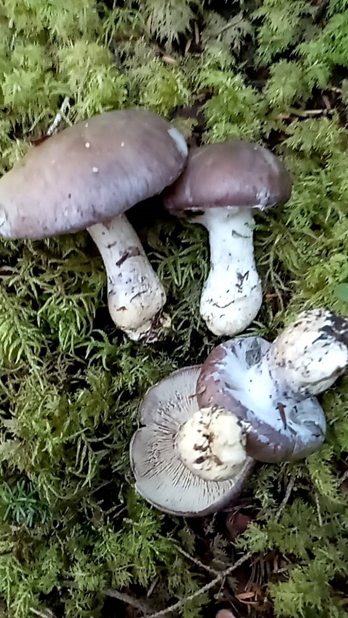 ムレフウセンダケ